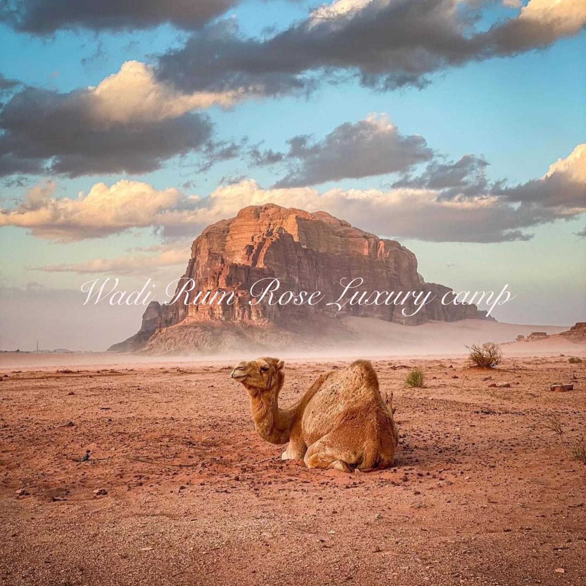 Wadi Rum Rose Luxury Camp Exteriör bild