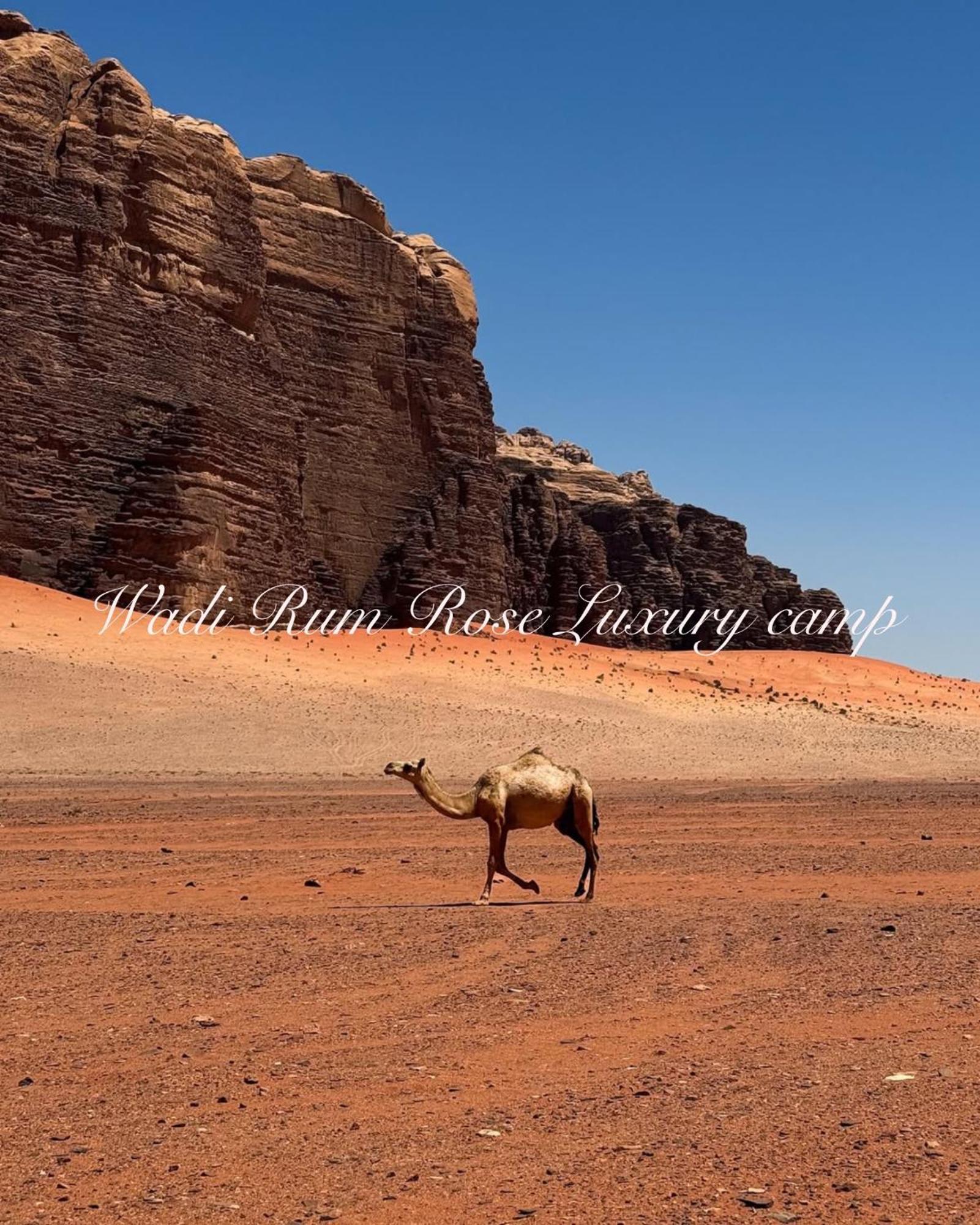 Wadi Rum Rose Luxury Camp Exteriör bild