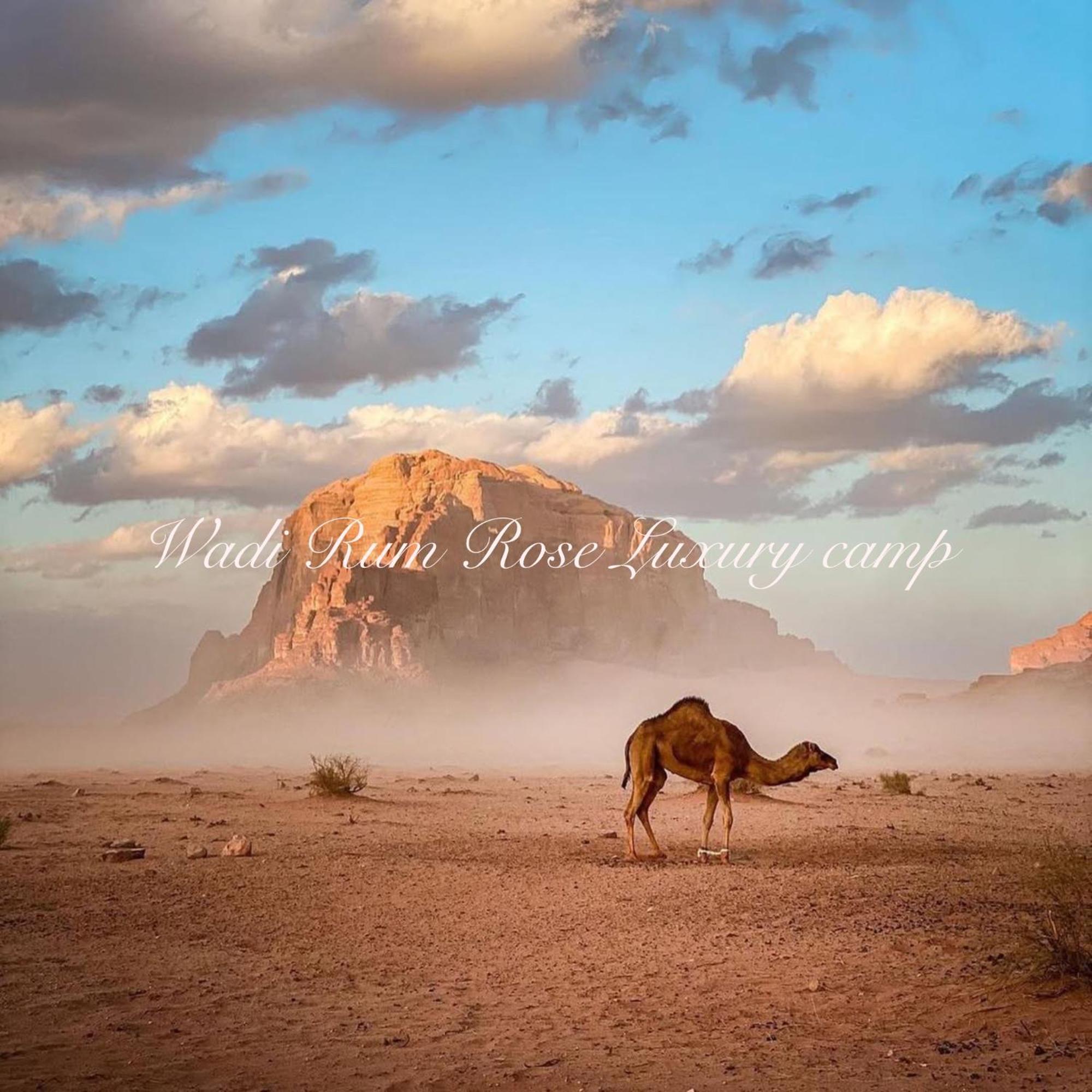 Wadi Rum Rose Luxury Camp Exteriör bild