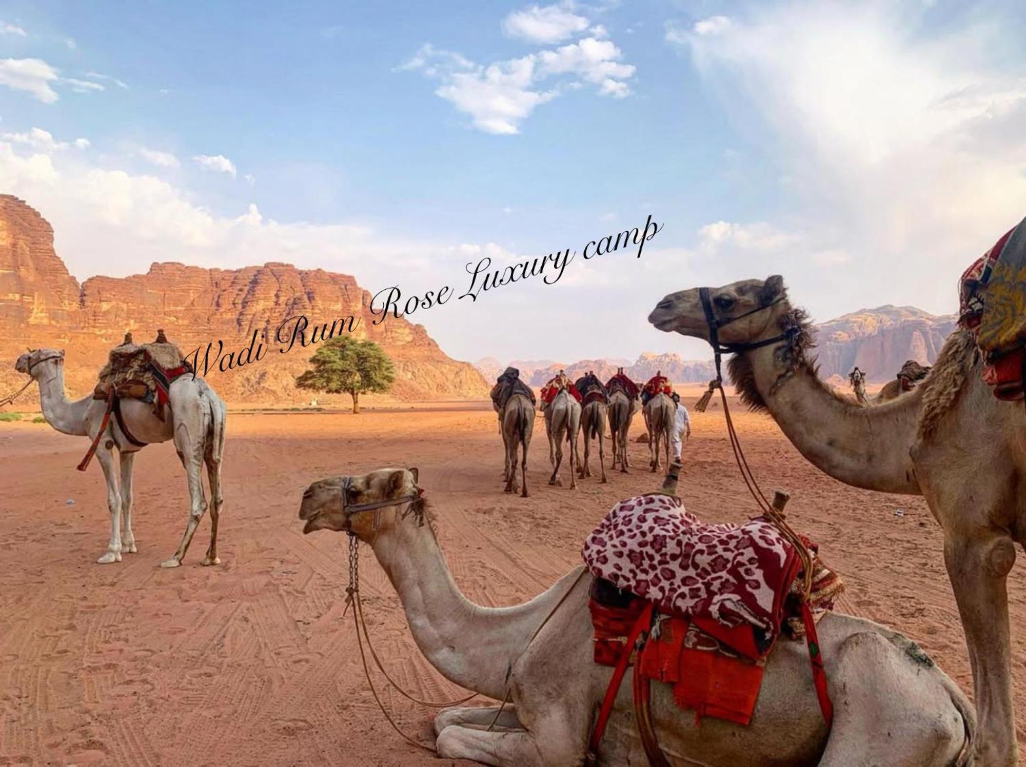 Wadi Rum Rose Luxury Camp Exteriör bild
